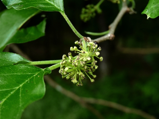 {Maclura pomifera}
